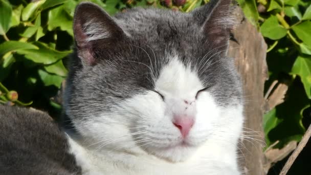 Closeup Head White Cat Relaxing Sun — Stock Video