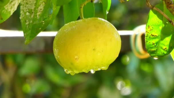 雨后柚子在树上的遮挡 — 图库视频影像
