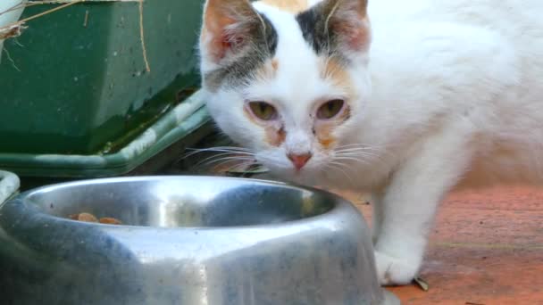 Close Kleine Witte Kat Eet Uit Een Kom — Stockvideo