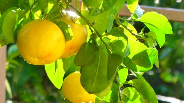 Primer Plano Del Pomelo Árbol Después Lluvia — Vídeo de stock