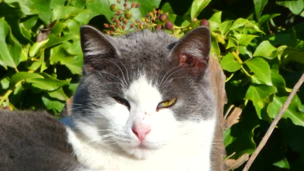 Closeup Head White Cat Relaxing Sun — Stock Video