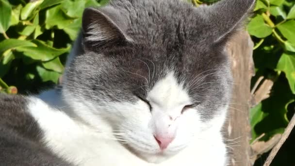 一只在阳光下放松的白猫头上的被子 — 图库视频影像