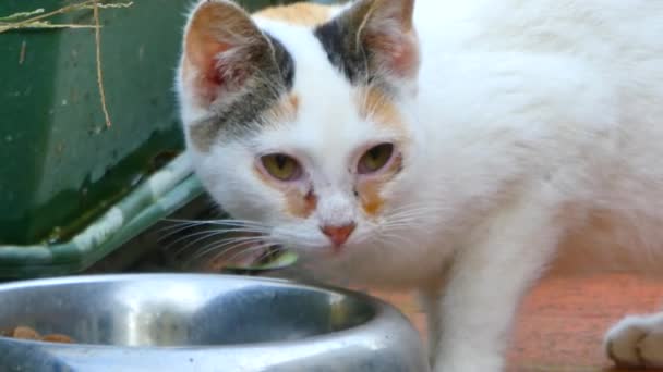 Closeup Small White Cat Eats Bowl — Stock Video