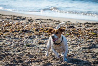 Köpek kumsalda oynuyor.