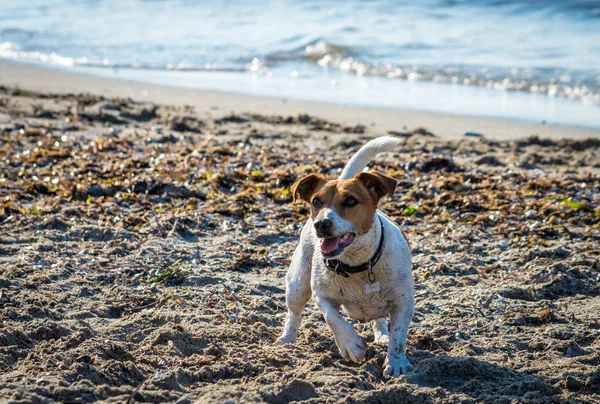 Köpek kumsalda oynuyor. — Stok fotoğraf