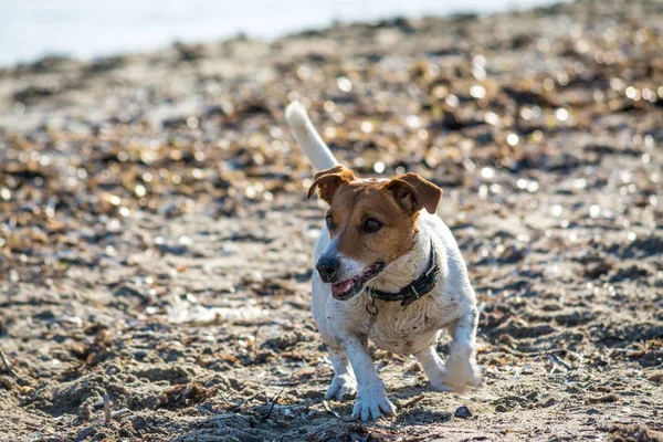 Köpek kumsalda oynuyor. — Stok fotoğraf