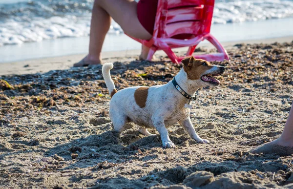 Köpek kumsalda oynuyor. — Stok fotoğraf