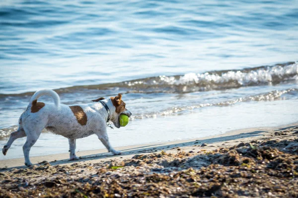 Köpek kumsalda oynuyor. — Stok fotoğraf