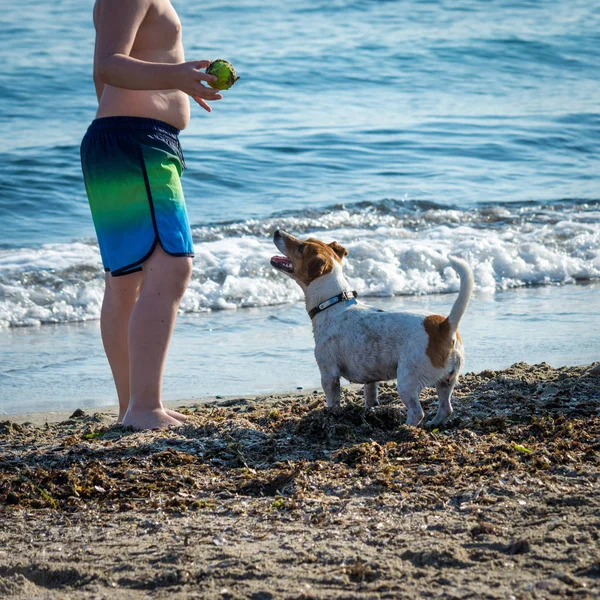 Köpek kumsalda oynuyor. — Stok fotoğraf