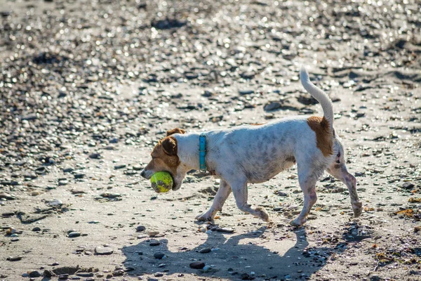 Köpek kumsalda oynuyor. — Stok fotoğraf