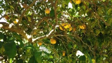 Baharın güneşli bir gününde bir greyfurt ağacının eğimli manzarası