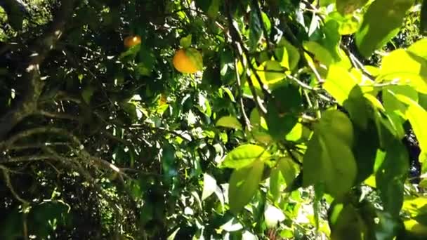 Vista Inclinada Árbol Pomelo Día Soleado Primavera — Vídeo de stock