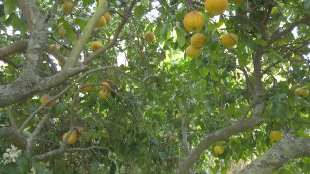 Kippblick Unter Dem Grapefruitbaum — Stockvideo