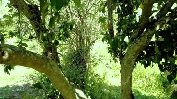 Güneşli Bir Günde Bir Greyfurt Ağacının Altında Zaman Geçiyor — Stok video