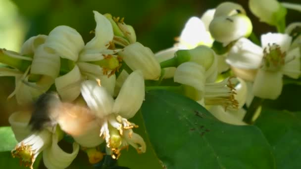 Kolibri Hauk Møll Sugende Nektar Fra Oransje Blomst – stockvideo