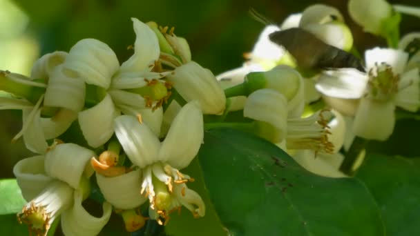 Hummingbird Falcão Traça Chupando Néctar Flor Laranja — Vídeo de Stock