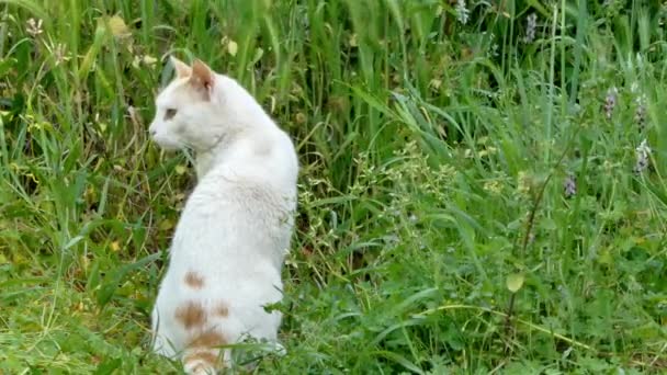 Κοντινό Πλάνο Λευκό Και Πορτοκαλί Γάτα Έναν Κήπο Μια Ηλιόλουστη — Αρχείο Βίντεο
