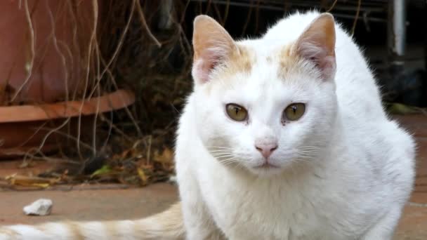 Close Gato Branco Terraço Dia Ensolarado — Vídeo de Stock