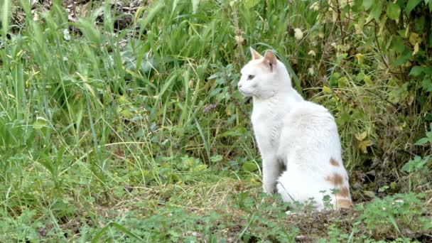Close Gato Branco Laranja Jardim Dia Ensolarado — Vídeo de Stock