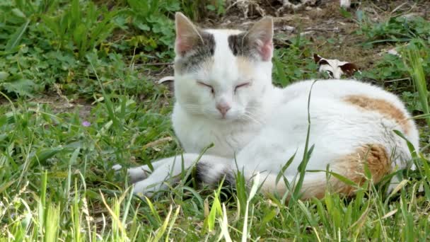 阳光明媚的花园里的白色和橙色猫身上的衣服 — 图库视频影像