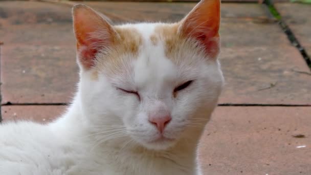 Closeup White Cat Terrace Sunny Day — Stock Video