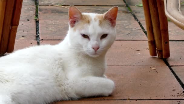 Närbild Vit Katt Terrass Solig Dag — Stockvideo