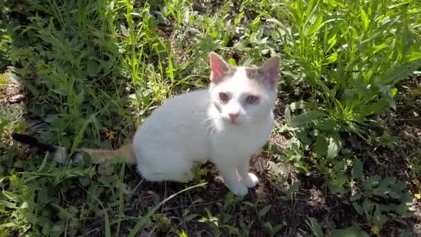 Gato Branco Jardim Dia Sol — Vídeo de Stock