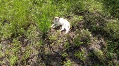 Güneşli bir günde, bahçedeki beyaz kedi