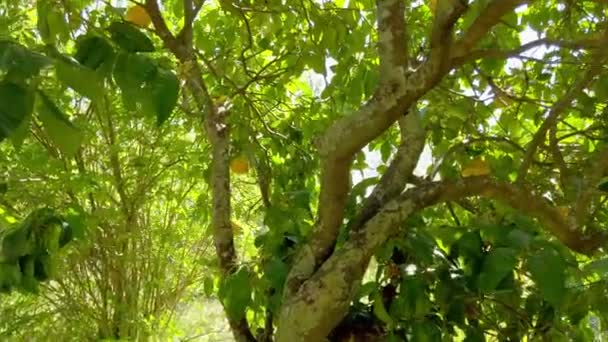 Güneşli Bir Günde Bir Greyfurt Ağacının Altından Güneş Merceklerinin Parladığı — Stok video