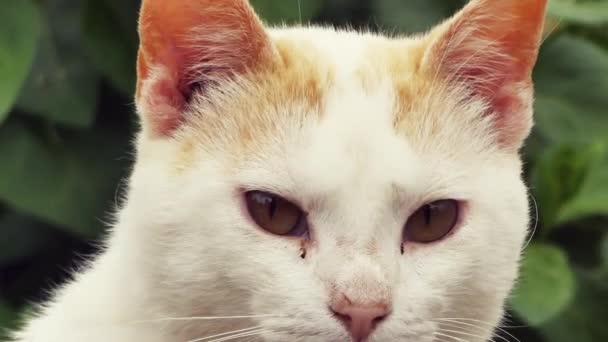 Primer Plano Cabeza Gato Blanco — Vídeos de Stock