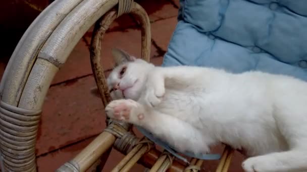 Крупним Планом Білому Коті Грає Плетеному Стільці — стокове відео