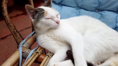 Hasır sandalyede oynayan beyaz kediye yakın çekim