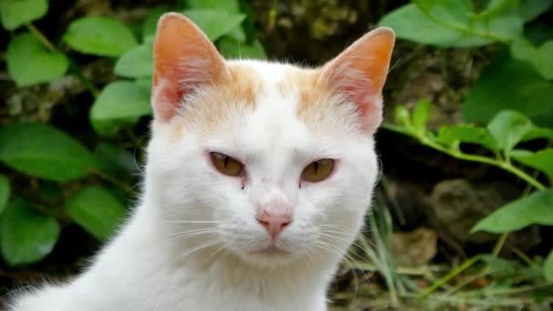 Крупный План Голове Белой Кошки — стоковое видео