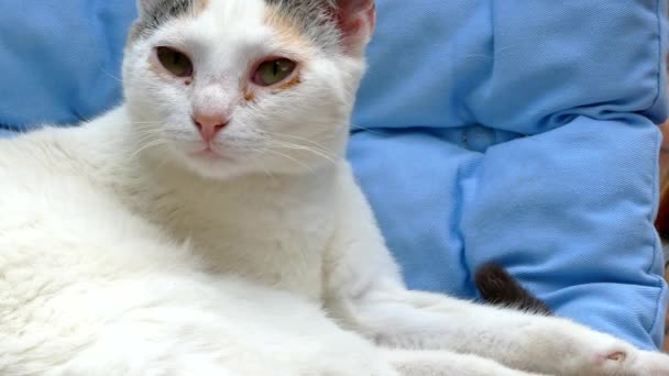 一只白猫头上的被子 — 图库视频影像