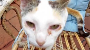 Hasır sandalyede oynayan beyaz kediye yakın çekim