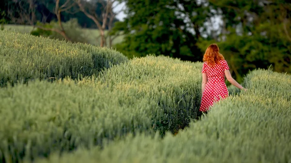 Young redhead girl with loose curly hair in red dots dress goes through green wheat field. Shes touching wheat. Contrast of green and red colors. Back wiev.