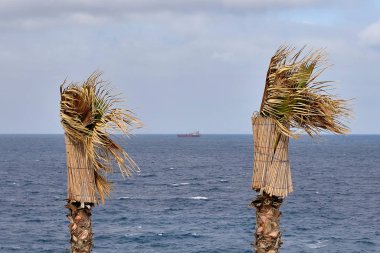 Deniz kıyısındaki palmiye ağaçları rüzgarda, bambu bitkisi koruma paspası, ufukta tekne olan deniz..