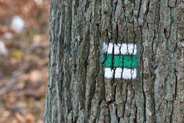 Beyaz renkte yeşil oryantasyon işareti, Avrupa ormanlarındaki ağaç kabuğunda kare şeklinde işaret, ağaç gövdesi ve ağaç kabuğu, sonbahar ormanı. Yönsel işaret.