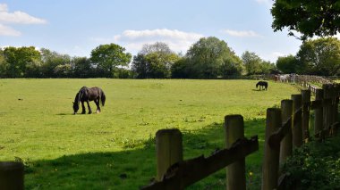 Birmingham Woodgate Walley Country Parkı, Günışığı çayırı ve atlar, ahşap çit ve patika