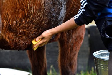 Kızın eli kirli bir atı sünger ve sabunla temizliyor. At göğsü detayı..