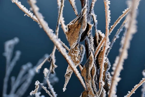 霜で覆われた植物の枯れ茶色の葉 川岸の植物 深い青の背景 冬の時間 — ストック写真