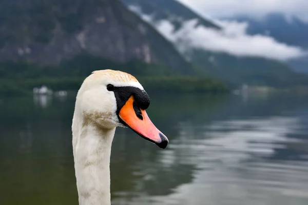 Labuť Horském Jezeře Alpách Hallstattu Labutě Hlavu Deštivý Mlhavý Den — Stock fotografie