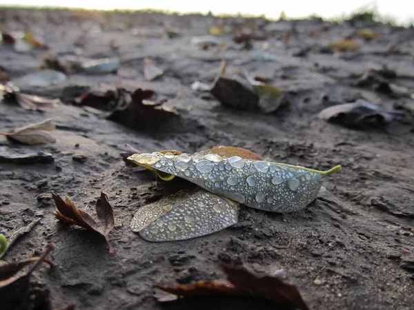 A fallen leaf on the ground, covered with large and small rain drops. Green and yellow leaf on gray ground.