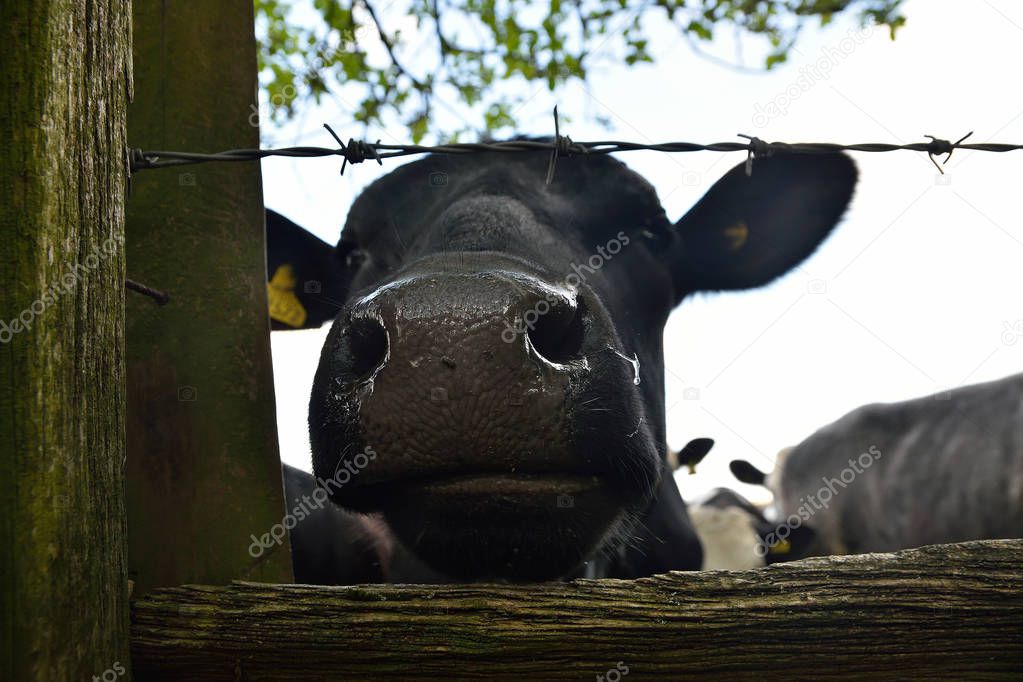 Wet black muzzle of cow behind old wooden fence with barbed wire, detail of sad cow head, farming.