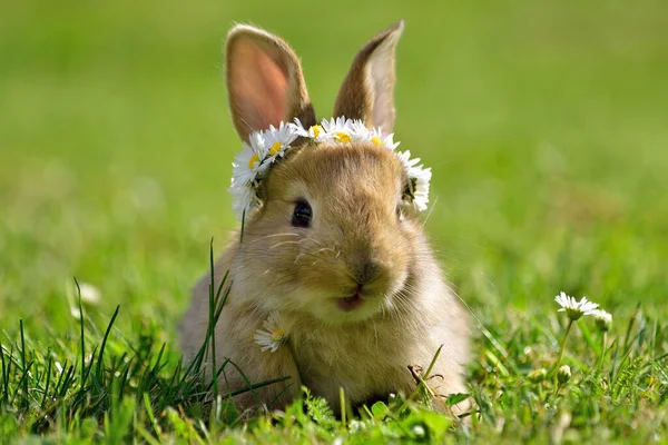 Lichtbruin Zanderig Konijntje Het Voorjaar Zonnig Groen Gras Met Madeliefjes — Stockfoto