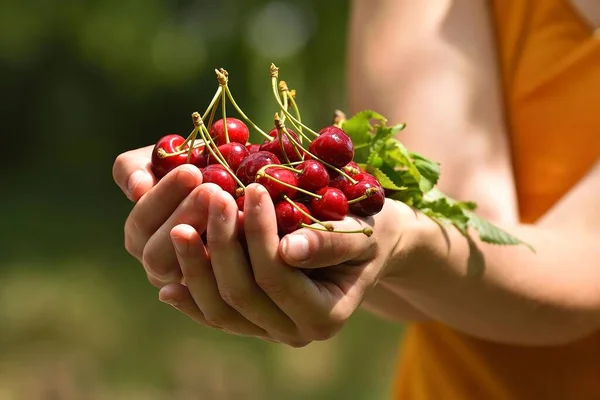 Handfull of fresh red cherry, woman hands, cherry with leaf and stem, lot of cherry.