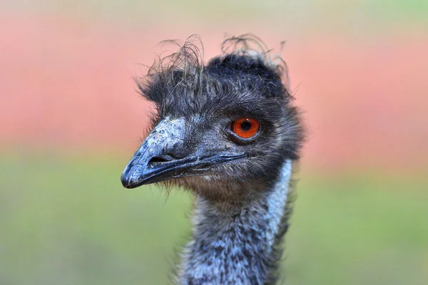Emu Cabeça Pássaro Detalhe Cabeça Grande Pássaro Com Olhos Laranja — Fotografia de Stock
