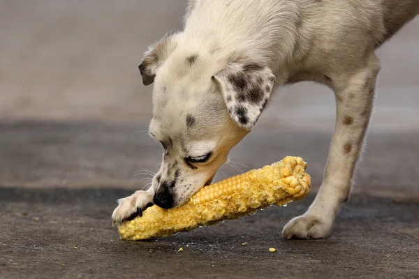 Fehér Kutya Dühösen Eszik Fül Kukorica — Stock Fotó