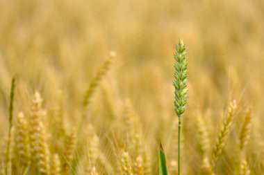 Sarı mısır gevreği tarlasının arka planında yeşil tahıl kulağı.