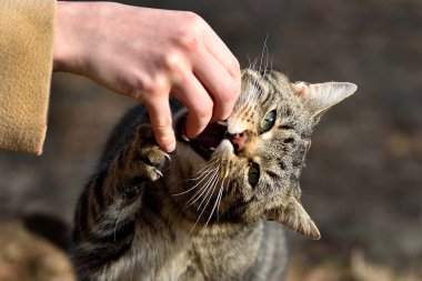 Kedi pençeleriyle elini tutarak insan elini büyük dişlerle ısırır. Vahşi öfke ya da kedi oyunu.